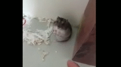 janecrocker:  mochisprite:  littlekipepeo:  jinseimajo:  beeevaa:  gifarium:  Animals Playing Dead  THE DOLPHIN    Can we appreciate on how dramatic hamsters can be?  i am dolphin  THE HAMSTERS 