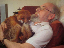 americangothgirl:  phototoartguy:  This guy nursed this fox back to health after it got into a fight with a dog. Six years later, they are still inseparable.  This duo is somewhat famous here in England. The fox’s name is Cropper. 