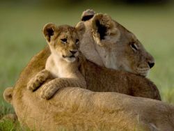 Lioness with her cub
