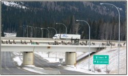 Wildlife gets its own highway overpass in