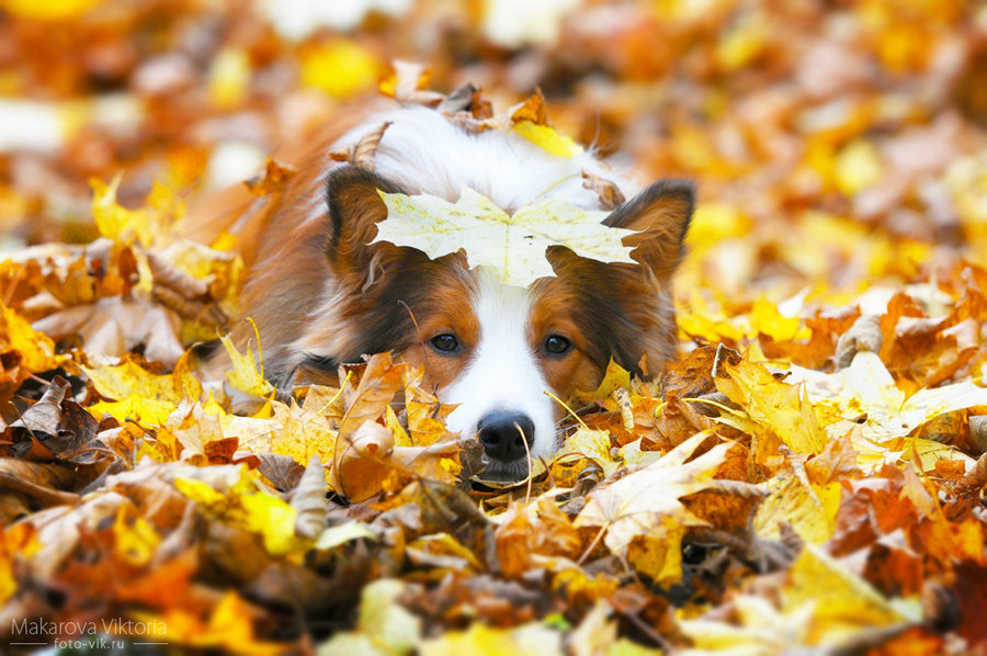 tailsandpaws:  Border Collie