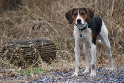 tailsandpaws:  American Foxhound