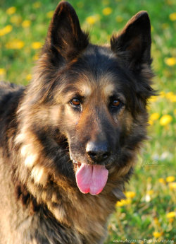 tailsandpaws:  German Shepherd