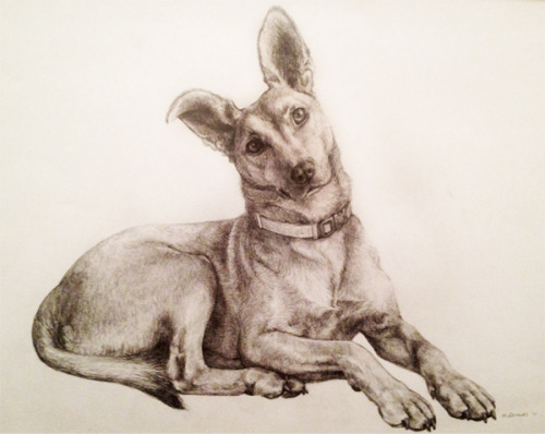 Say hello to Floss. This is a portrait of our dog that I drew for my motherrr