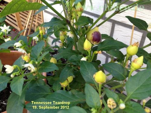 chilicode:
“Tennessee Teardrop 19. September 2012
”