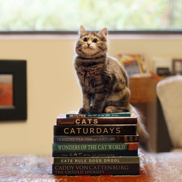 photogenic felines