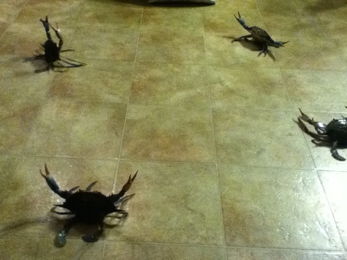 actuallysidvicious:  so my mom bought some crab and she wasn’t ready to cook them yet so i put them on the ground and yelled “BE FREE MY FELLOW CRUSTACEANS.” and they raised their claws like this  I AM THE CRAB LORD 