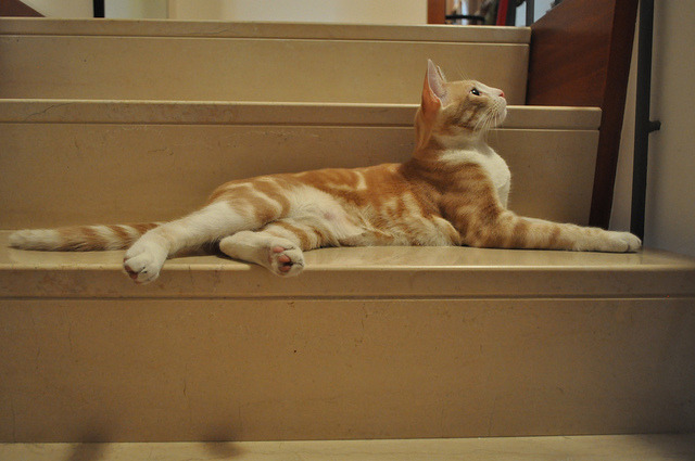 meow.