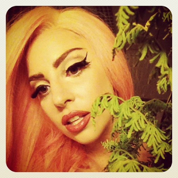 ladyxgaga:   The GAGA Fern is here!!! I got one it’s real! I’m a plant! 