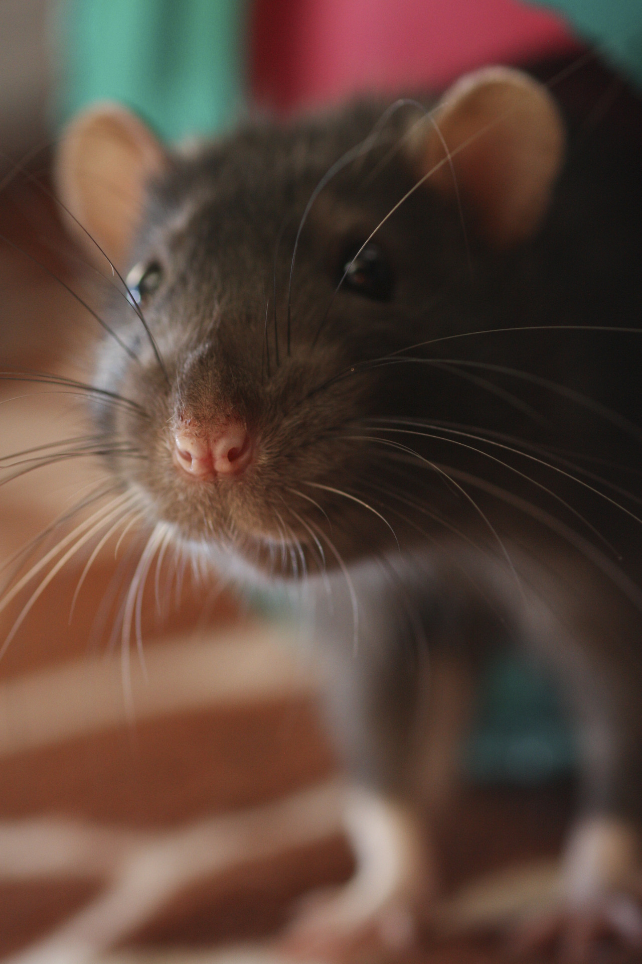 Eff yeah, rats!
