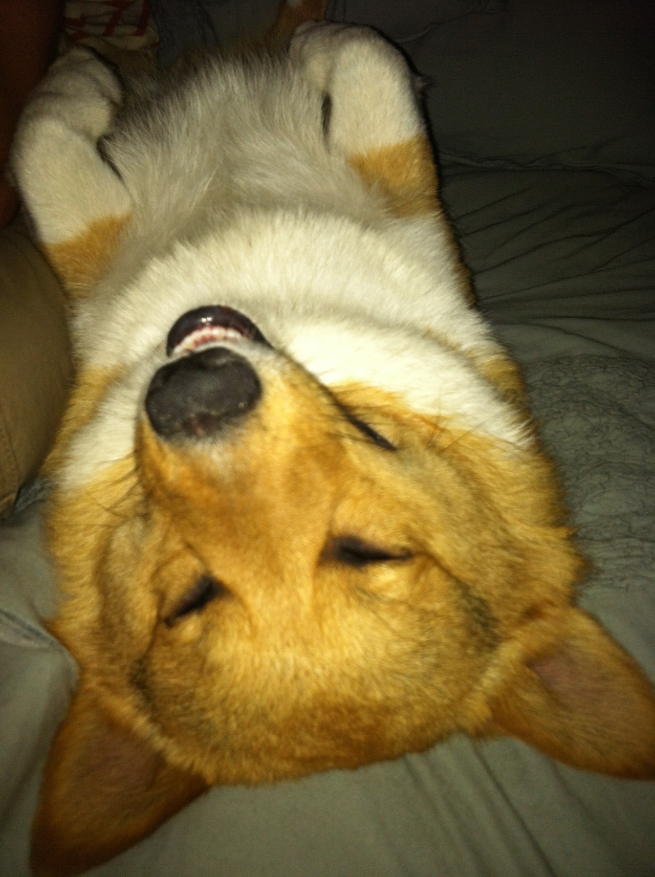 corgiaddict:  I’d be tired too if all I did all day was eat and sleep.