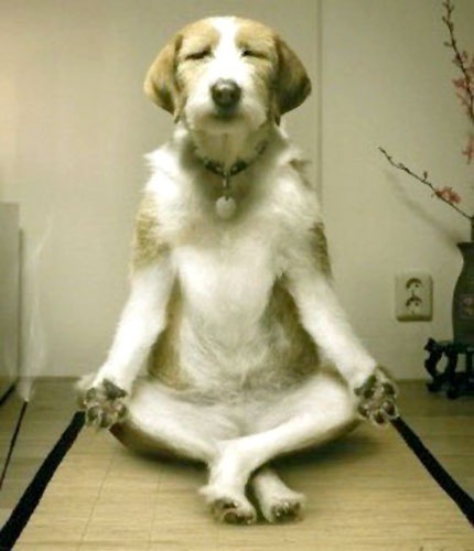 blackjeansinmycloset:  Yogi doggy.  omg aw