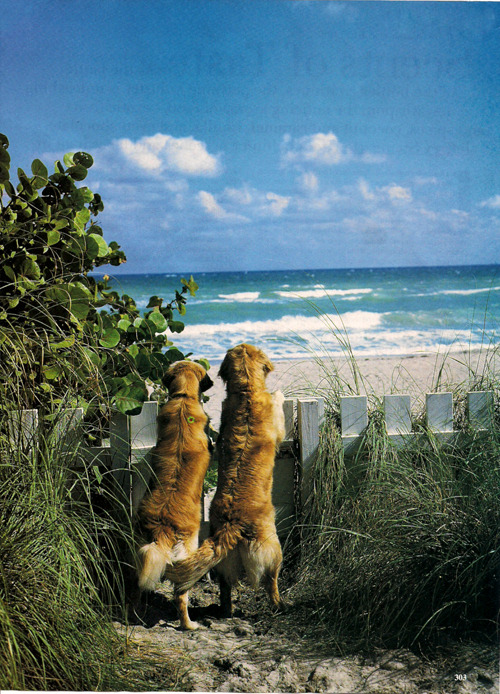 If we were dogs