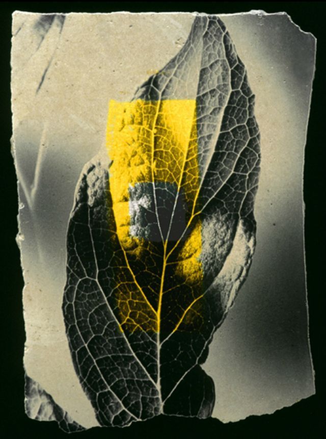 yama-bato:  Keiichi Tahara via
