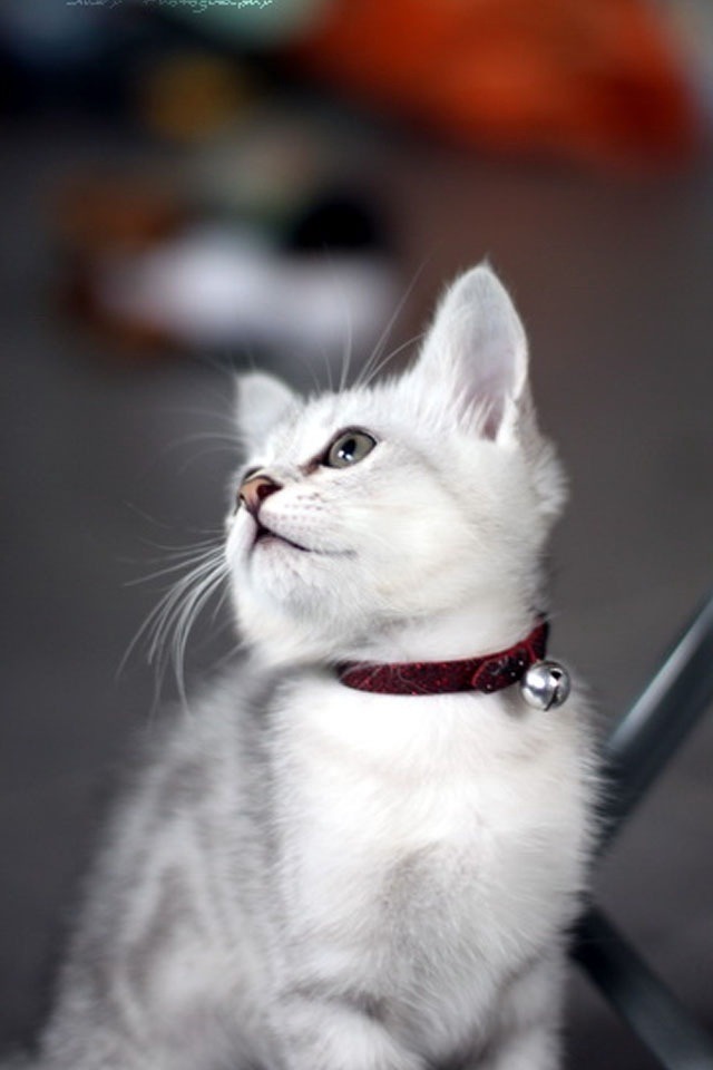 I like cats. I mean...I really like cats.