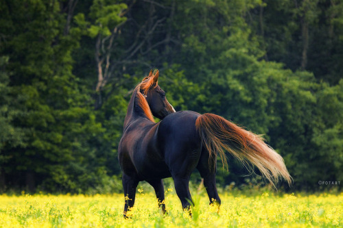 It’s never a bad day to reblog a gorgeous horse photo.