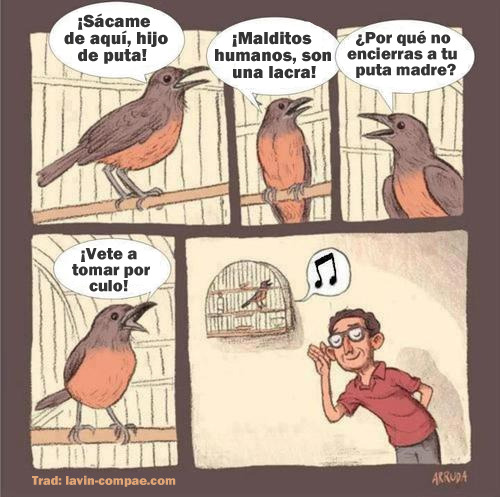 mehueleelpitoacanela:  El dulce trinar de los pajarillos.