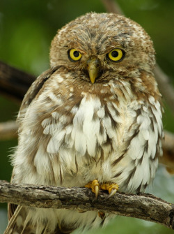 fat-birds:  pearl spot by DavidBerliner on Flickr.  So very fluffy&hellip;!