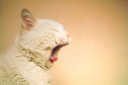 devexity:  yawn by Catalina Pimentel on Flickr.