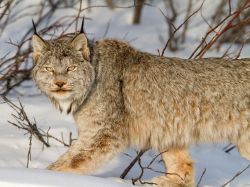 Lynx In Winter