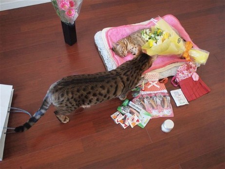 hirotohk:  pet-burial:  From malformalady’s Deformutilation blog: “Cat Bids Farewell to Her Companion: This set of photos shows an animal’s capacity for grief. I have never seen something so heartbreakingly touching.”  I’m crying. I’m literally