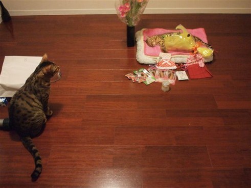 hirotohk:  pet-burial:  From malformalady’s Deformutilation blog: “Cat Bids Farewell to Her Companion: This set of photos shows an animal’s capacity for grief. I have never seen something so heartbreakingly touching.”  I’m crying. I’m literally
