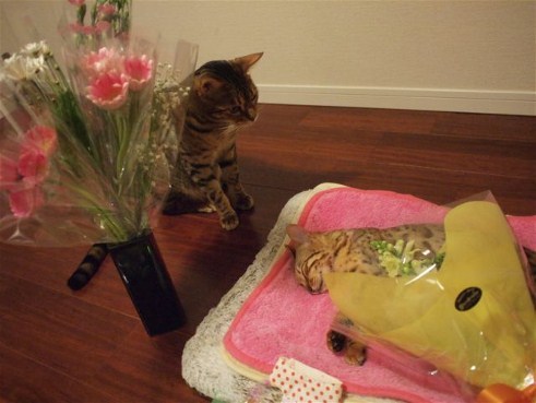 hirotohk:  pet-burial:  From malformalady’s Deformutilation blog: “Cat Bids Farewell to Her Companion: This set of photos shows an animal’s capacity for grief. I have never seen something so heartbreakingly touching.”  I’m crying. I’m literally