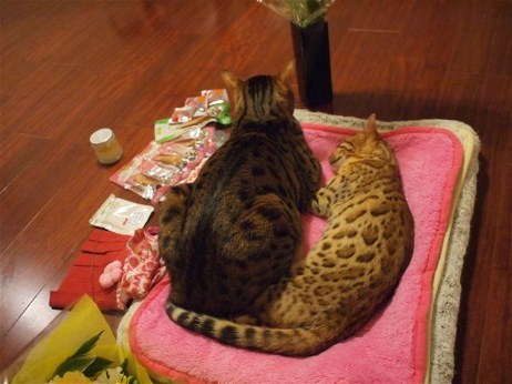 hirotohk:  pet-burial:  From malformalady’s Deformutilation blog: “Cat Bids Farewell to Her Companion: This set of photos shows an animal’s capacity for grief. I have never seen something so heartbreakingly touching.”  I’m crying. I’m literally