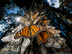 Monarch migration