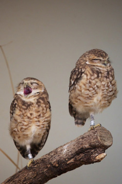 fat-birds:  yawn &amp; sulk by nimble.lynx on Flickr.  It is my dream to hold/pet an owl one day