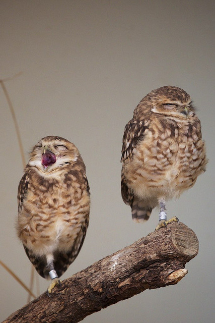 fat-birds:  yawn & sulk by nimble.lynx on Flickr.