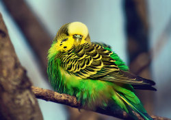 animals-animals-animals:  Budgie (by cloe-patra)