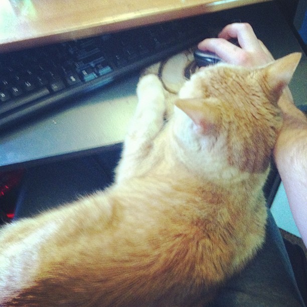 jwallsjoystick:  Yes, we game together.   happy cat