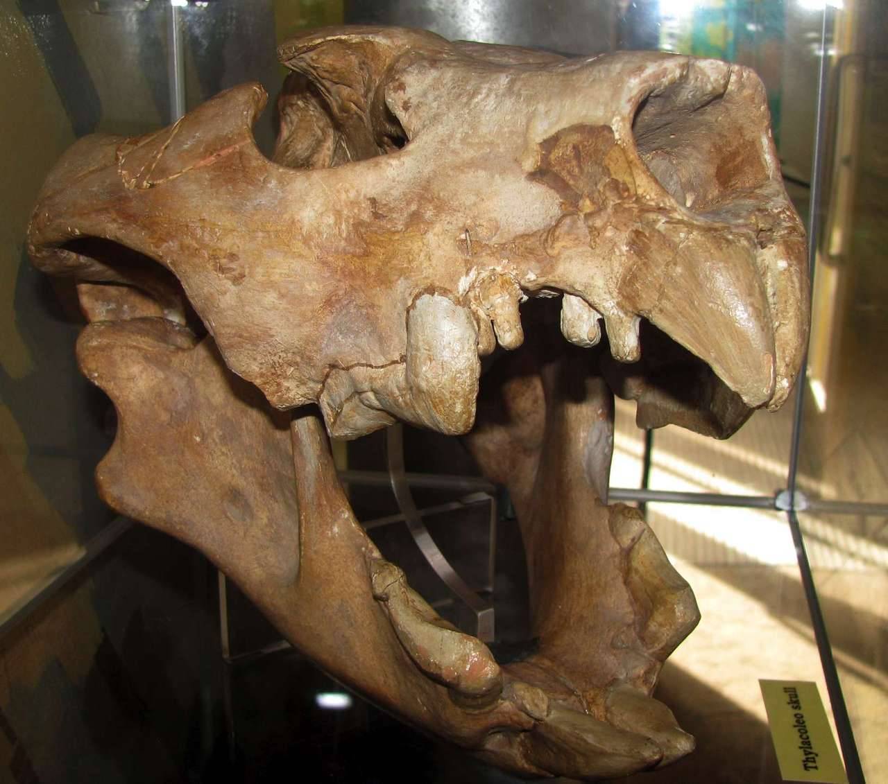 Bones, Thylacoleo Carnifex Skull.