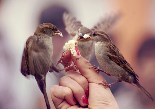 to-be-decided:Why won’t birds love me like this