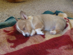 obiwankenobiisspooky:  Our new puppy! He still doesn’t have a name yet, but we’re leaning towards Winston at the moment.  