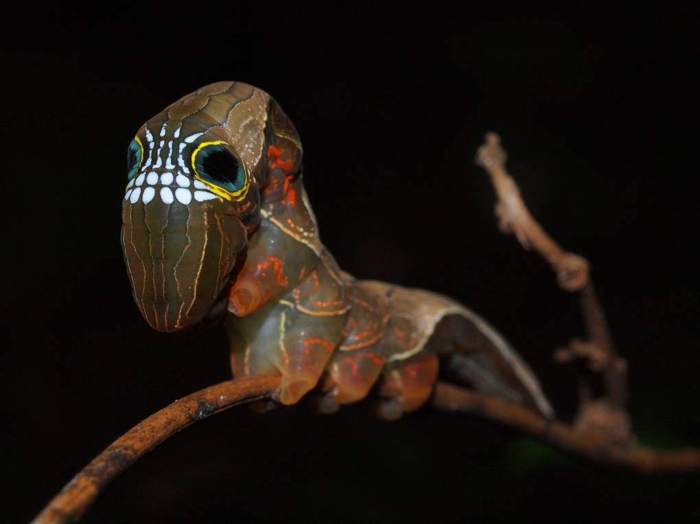 ecocides:  The larvae of the pink underwing moth, an endangered species found in