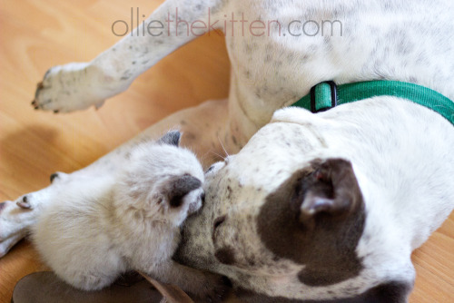 Ollie&rsquo;s a little bigger, but still treats Bacon the same &ndash; as his personal jungle gym, c