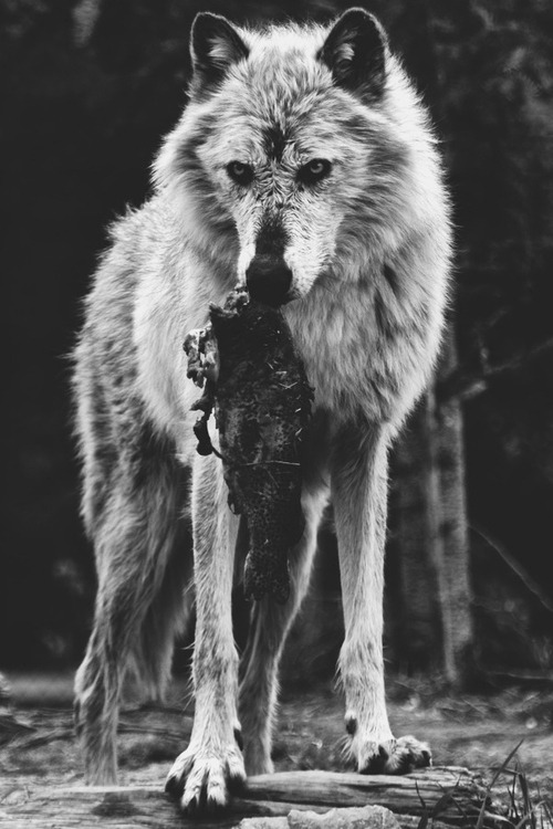 timextravelingxhippie92:  Wolf 