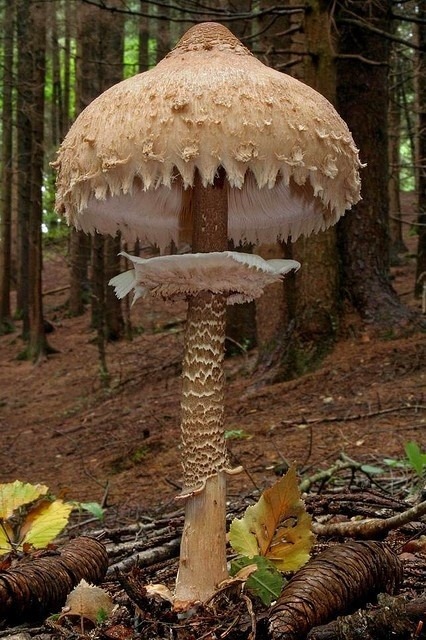 bluepueblo:  Giant Mushroom, Italy photo via dan 