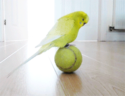 fat-birds:  Budgie Balancing Trick. 