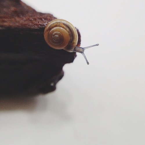 Merle, the last of seven snails, clocking in at 3mm! Loves carrot, and hiding in a corner. #snailran