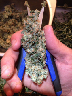 beliefsatindica:  trim trim trim