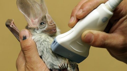 toothpast: theworldisanapple-youareaseed: lizzingwithkriz: Pregnant Ghost Bat having an ultrasound a