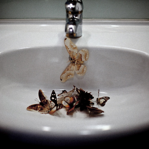 ‘I dreamed I was a butterfly, flitting around in the sky; then I awoke. Now I wonder: Am I a m