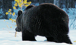 fuck-it-fire-everything:  frompillow:  Graceful walk through the snow  The bear is a majestic creature, perfectly adapted to its environment 