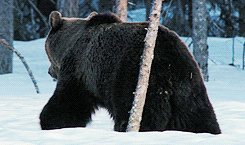 fuck-it-fire-everything:  frompillow:  Graceful walk through the snow  The bear is
