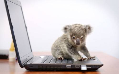 kokopenguin:oh my, he’s tiny. why does my laptop not have a baby koala on it? I wouldn’t mind so muc