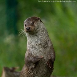dailyotter:  Otter Plays Invisible Bongos