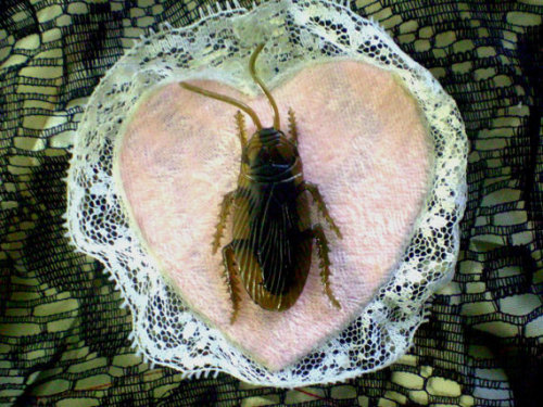 The Lovely Roach Brooch